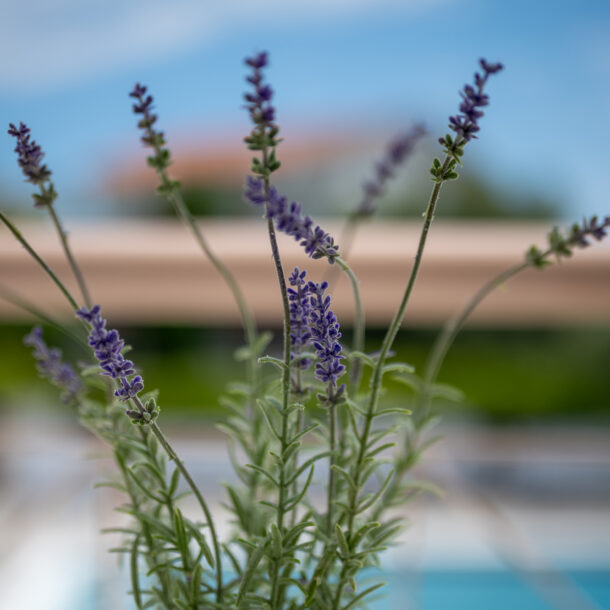 Hotel Evridiki Fourka Halkidiki