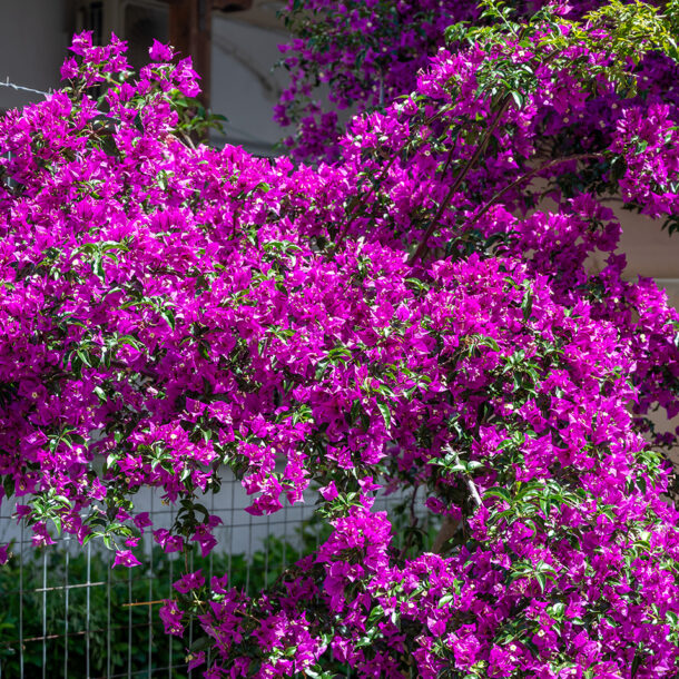 About Hotel Evridiki